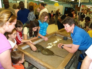 The horseshoe crabs attracted interest. 