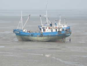  A Chinese coastal vessel is intentionally grounded at low tide so the crew can search the mud for shellfish. Come high tide, it floats again.